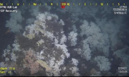 ROV camera screenshoot presenting Coralligenous habitat at Tautra 